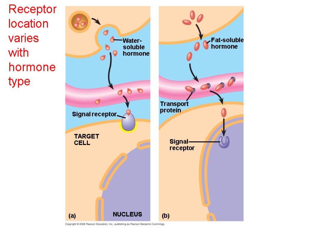 Receptor location varies with hormone type NUCLEUS Signal receptor (a) (b) TARGET CELL Signal